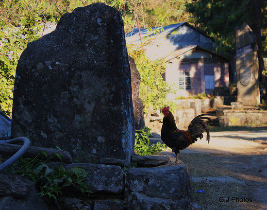 Nagaland,India