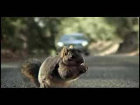 Screaming in the Headlights Squirrel