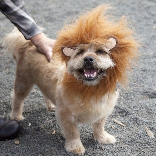 Yup, that's one happy pup in a tiger hat — perfect for wearing around town.
Source: Instagram user demonmemon
Yup, that's one happy pup in a tiger hat — perfect for wearing around town.
Source: Instagram user demonmemon