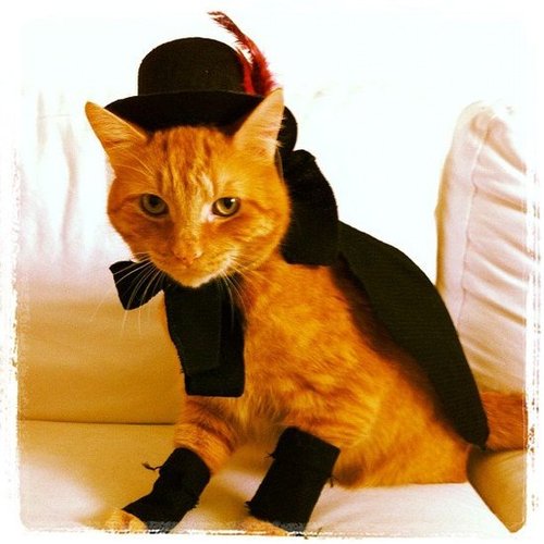 Here's a cat that's ready for anything in her fancy costume.
Source: Instagram user alyssabird
Here's a cat that's ready for anything in her fancy costume.
Source: Instagram user alyssabird