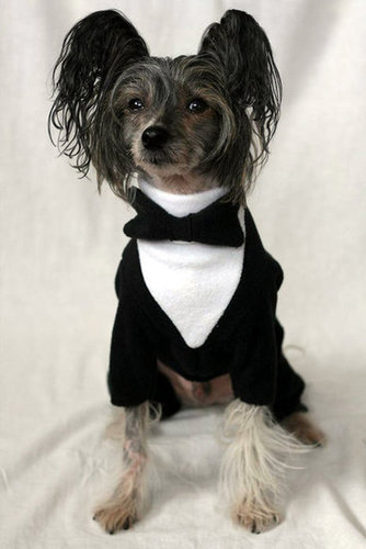 This soft fleece bow-tie set ($25) is everyday formal wear for your furry friend.
This soft fleece bow-tie set ($25) is everyday formal wear for your furry friend.