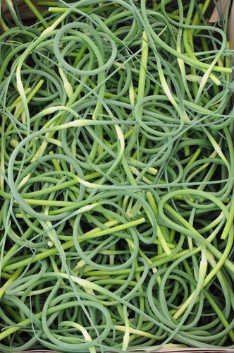 Garlic Scapes Garlic Scapes