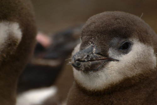 Cute Baby! Cute Baby!