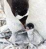 Penguin Facts