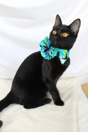 Cat Collar Flower