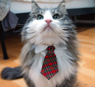 Career Lessons From Cats