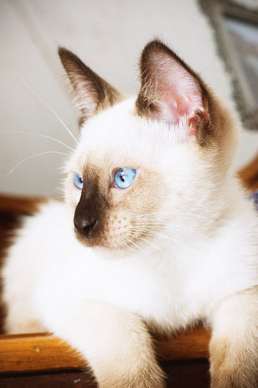Known for having vivid blue eyes and a creamy coat, Siamese cats have darker marks around the body, which are known as points. Seal point Siamese cats have very dark brown marks, chocolate points have lighter markings, blue points have grayish marks, and lilac points have almost frosty white points. But Siamese cats can also have red- to caramel-colored markings.
Source: Flickr user baking_in_pearls
Known for having vivid blue eyes and a creamy coat, Siamese cats have darker marks around the body, which are known as points. Seal point Siamese cats have very dark brown marks, chocolate points have lighter markings, blue points have grayish marks, and lilac points have almost frosty white points. But Siamese cats can also have red- to caramel-colored markings.
Source: Flickr user baking_in_pearls