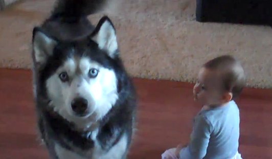 VIRAL VIDEO: 10-Month-Old Baby Sings Duet With Husky VIRAL VIDEO: 10-Month-Old Baby Sings Duet With Husky