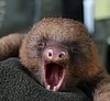 Yawning Baby Sloth Will Put a Big Smile on Your Face (VIDEO)