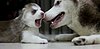 Husky Mom & Adorable Puppy at Play (VIDEO)
