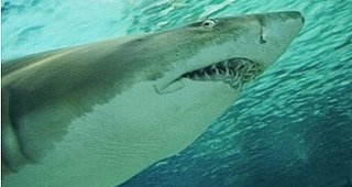 Florida Mom Wrestles Down a Shark to Save Daughter (VIDEO)