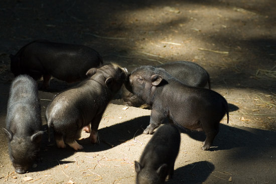 Hog Wild Hog Wild