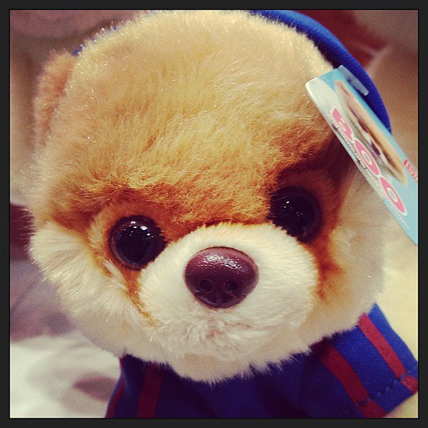 Boo the Dog got all dressed up for Toy Fair! Here's a mini plush version in a sporty hoodie.
Boo the Dog got all dressed up for Toy Fair! Here's a mini plush version in a sporty hoodie.