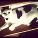 She's Got Her Heart on the Shelf . . . 
