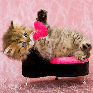 Valentine's Day Cards From the Cat