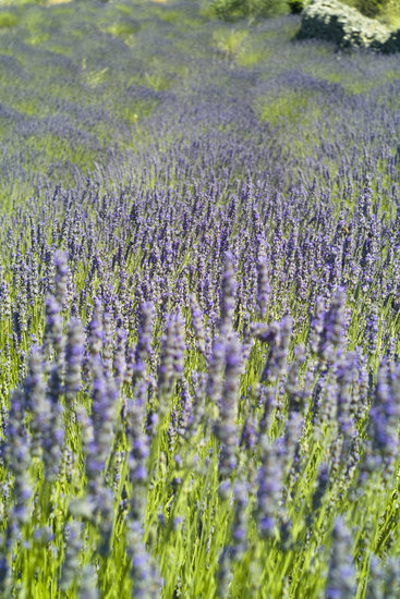Lavender Fields in Hvar