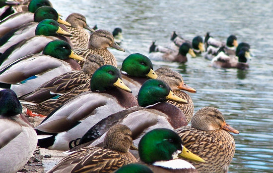 The Quacker The Quacker