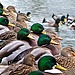The Quacker