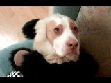 The Ultimate Dog Shaming Video The Ultimate Dog Shaming Video