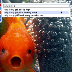 The 19 Dumbest Things That Google is Forced to Suggest The 19 Dumbest Things That Google is Forced to Suggest