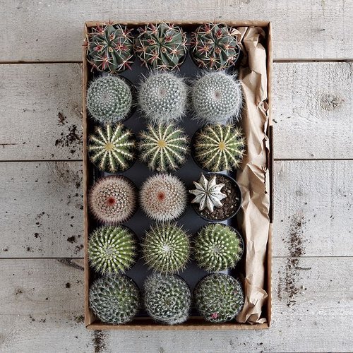 Cacti