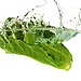 Wash and Dry the Leaves Thoroughly
