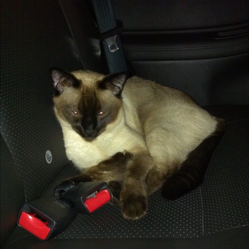 Click it or ticket.
Source: Click it or ticket.
Source: