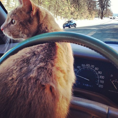 Excuse me, no one likes a backseat driver.
Source: Instagram user samanthastiletto
Excuse me, no one likes a backseat driver.
Source: Instagram user samanthastiletto