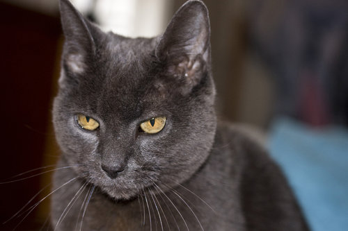 "I'm sorry, but I can't even look at you right now."
Source: Flickr user Muffet
"I'm sorry, but I can't even look at you right now."
Source: Flickr user Muffet