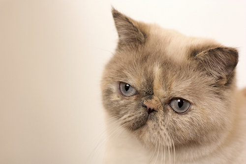 "Yes, I'm ignoring you."
Source: Flickr user Rockerz89
"Yes, I'm ignoring you."
Source: Flickr user Rockerz89
