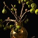 Figs