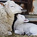 Visit a Farm