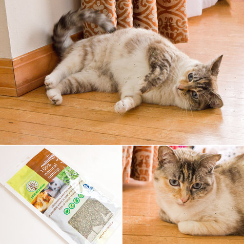 Planet Petco Natural Catnip Planet Petco Natural Catnip