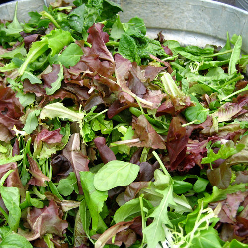 Lettuce Lettuce