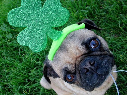 Rock the Shamrock Rock the Shamrock