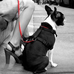 Dog Etiquette