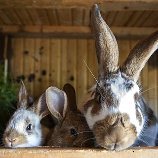 Cute Bunny Videos