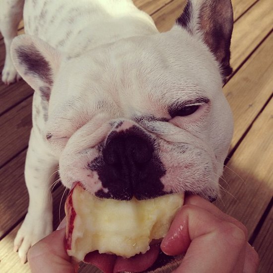 Fresh Foods to Introduce Into Your Pet's Diet Fresh Foods to Introduce Into Your Pet's Diet