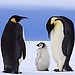 Penguin Love