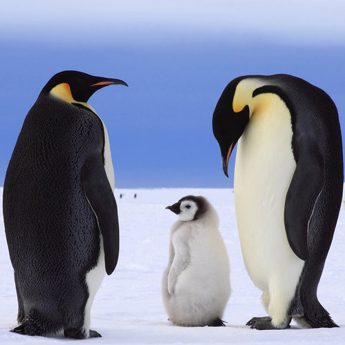 Penguin Love Penguin Love