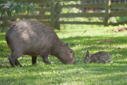 Capybaras seem like the chillest animals in the whole animal kingdom, so it's no wonder this bunny wants to sit at the same lunch table, er, graze in the same patch of grass.
Source: Flickr user nichbar
Capybaras seem like the chillest animals in the whole animal kingdom, so it's no wonder this bunny wants to sit at the same lunch table, er, graze in the same patch of grass.
Source: Flickr user nichbar