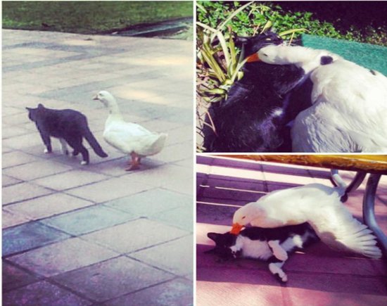 This cat and goose pair may have nothing in common other than their love for each other.
Source: Imgur user Vichris
This cat and goose pair may have nothing in common other than their love for each other.
Source: Imgur user Vichris