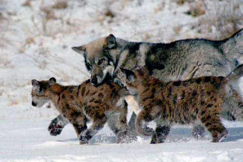 It can be cold out there in the wild, but sometimes animals just want to play, like these mountain lion cubs and their wolf buddy.
Source: Flickr user MVerb48797
It can be cold out there in the wild, but sometimes animals just want to play, like these mountain lion cubs and their wolf buddy.
Source: Flickr user MVerb48797