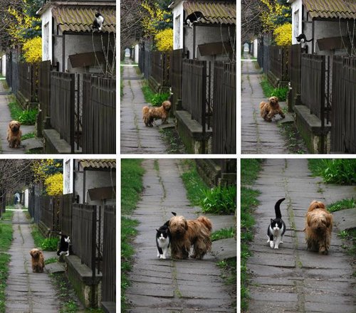 This pooch waits for his cat friend every day in the same spot, just like two kids after school.
Source: Imgur user camdenyards
This pooch waits for his cat friend every day in the same spot, just like two kids after school.
Source: Imgur user camdenyards