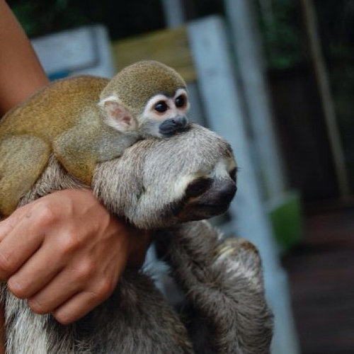 Judging by all the pictures of interspecies friendships out there, monkeys are undoubtedly one of the friendliest animals in the kingdom.
Source: Flickr user tdevane
Judging by all the pictures of interspecies friendships out there, monkeys are undoubtedly one of the friendliest animals in the kingdom.
Source: Flickr user tdevane