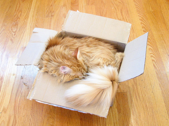 Camouflaged Cat Camouflaged Cat
