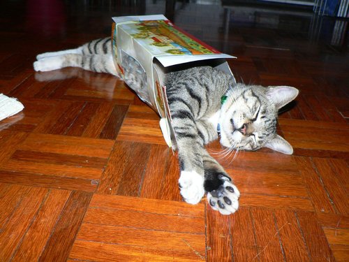 Cat Box Nap Cat Box Nap