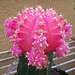 Pink Moon Cactus