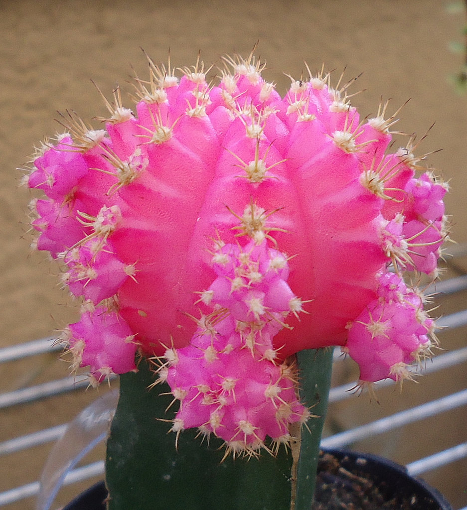 Pink Moon Cactus Pink Moon Cactus