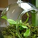 Venus Fly Trap Terrarium